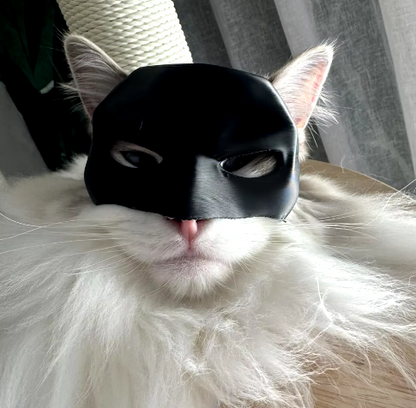 Convierte a tu Felino en un Superhéroe con BAT CAT ULTIMAS UNIDADES